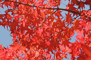 10月の事務ごよみ