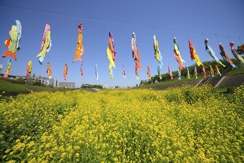 koinobori